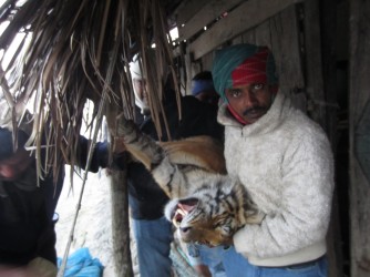 Tiger Rescue from Village