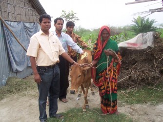 Agriculture Project- Cow 
