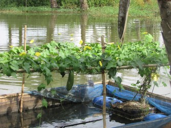 Floating Gourd Farming