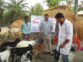 Livestock Health Care
