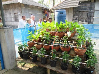 Vertical Vegetable Garden in Saline Prone Area
